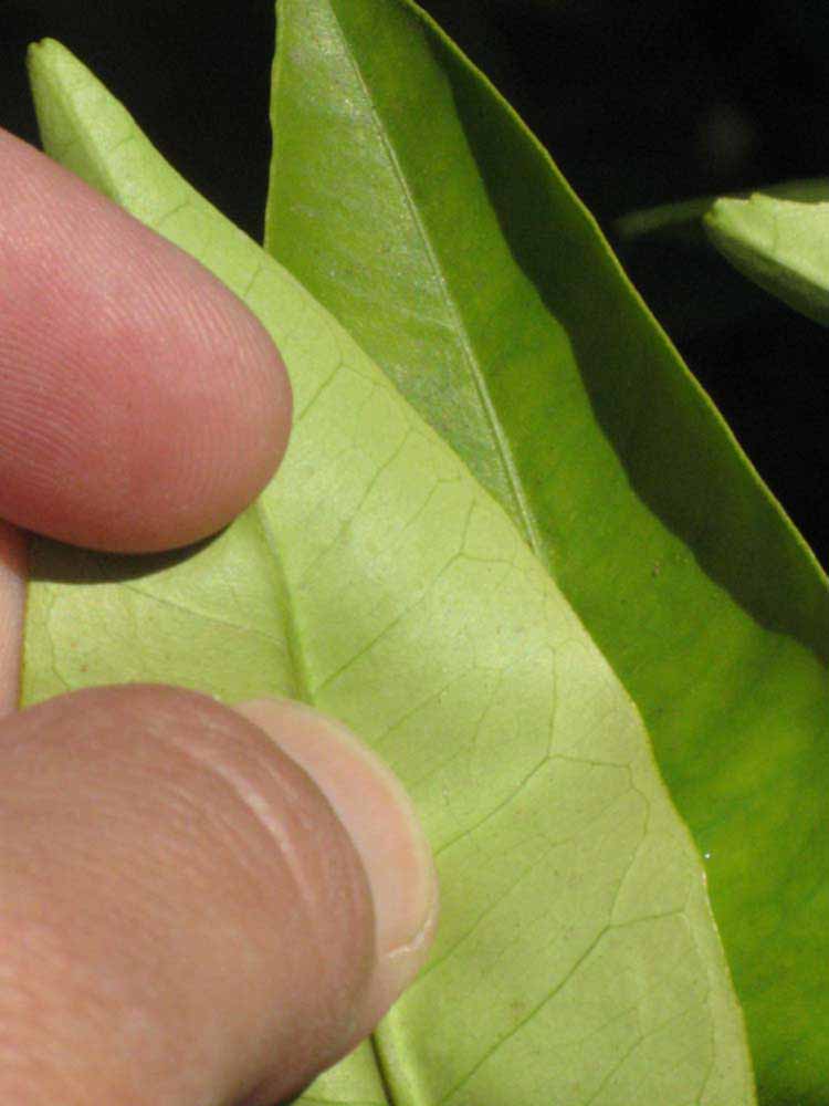              Margin (Riverside, CA)       